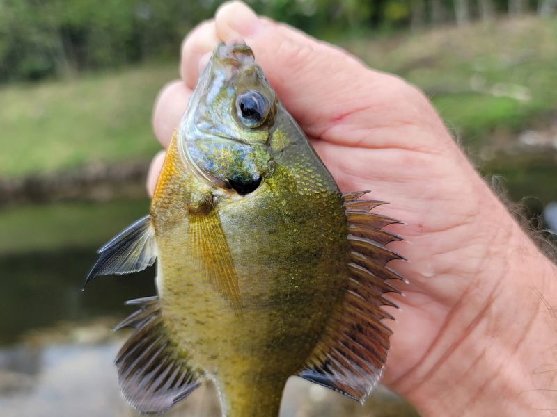 The 10 Best Baits for Flathead Catfish in Georgia (Rigs & Gear Guide)